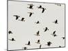 A Flock of Canada Geese Soar Through the Afternoon Sky-null-Mounted Photographic Print