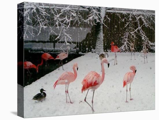 A Flock of Caribbean Flamingos Stand Together-null-Stretched Canvas