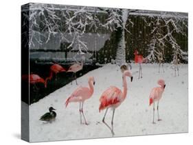 A Flock of Caribbean Flamingos Stand Together-null-Stretched Canvas