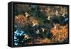 A Flock of Common Starlings, Sturnus Vulgaris, in Sunset Flight with Autumn Colored Trees-Alex Saberi-Framed Stretched Canvas