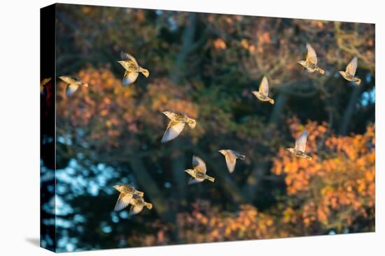 A Flock of Common Starlings, Sturnus Vulgaris, in Sunset Flight with Autumn Colored Trees-Alex Saberi-Stretched Canvas