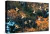 A Flock of Common Starlings, Sturnus Vulgaris, in Sunset Flight with Autumn Colored Trees-Alex Saberi-Stretched Canvas