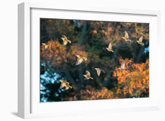 A Flock of Common Starlings, Sturnus Vulgaris, in Sunset Flight with Autumn Colored Trees-Alex Saberi-Framed Photographic Print