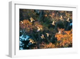 A Flock of Common Starlings, Sturnus Vulgaris, in Sunset Flight with Autumn Colored Trees-Alex Saberi-Framed Photographic Print