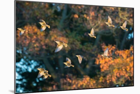 A Flock of Common Starlings, Sturnus Vulgaris, in Sunset Flight with Autumn Colored Trees-Alex Saberi-Mounted Photographic Print