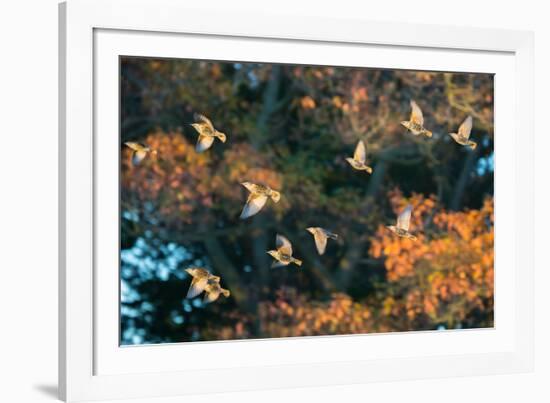 A Flock of Common Starlings, Sturnus Vulgaris, in Sunset Flight with Autumn Colored Trees-Alex Saberi-Framed Photographic Print
