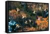 A Flock of Common Starlings, Sturnus Vulgaris, in Sunset Flight with Autumn Colored Trees-Alex Saberi-Framed Stretched Canvas