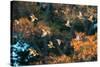 A Flock of Common Starlings, Sturnus Vulgaris, in Sunset Flight with Autumn Colored Trees-Alex Saberi-Stretched Canvas