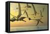 A Flock of Eudimorphodon Flying Reptiles-Stocktrek Images-Framed Stretched Canvas