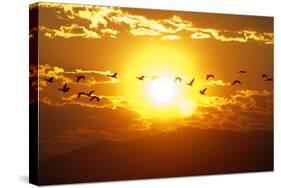 A Flock of Geese Fly at Sunrise in Boise, Idaho, USA-David R. Frazier-Stretched Canvas