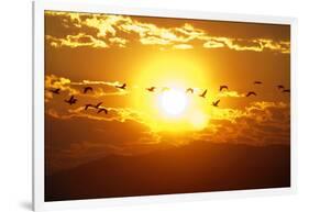 A Flock of Geese Fly at Sunrise in Boise, Idaho, USA-David R. Frazier-Framed Photographic Print