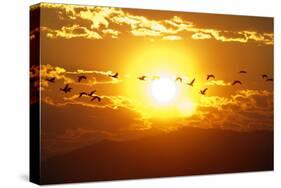 A Flock of Geese Fly at Sunrise in Boise, Idaho, USA-David R. Frazier-Stretched Canvas