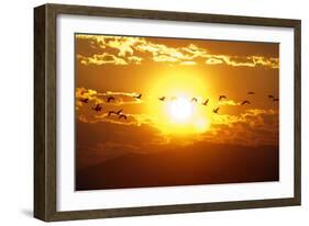 A Flock of Geese Fly at Sunrise in Boise, Idaho, USA-David R. Frazier-Framed Photographic Print