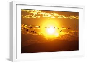 A Flock of Geese Fly at Sunrise in Boise, Idaho, USA-David R. Frazier-Framed Photographic Print