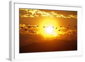 A Flock of Geese Fly at Sunrise in Boise, Idaho, USA-David R. Frazier-Framed Photographic Print