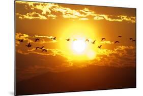 A Flock of Geese Fly at Sunrise in Boise, Idaho, USA-David R. Frazier-Mounted Photographic Print