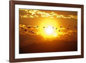 A Flock of Geese Fly at Sunrise in Boise, Idaho, USA-David R. Frazier-Framed Photographic Print