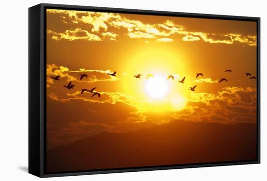 A Flock of Geese Fly at Sunrise in Boise, Idaho, USA-David R. Frazier-Framed Stretched Canvas