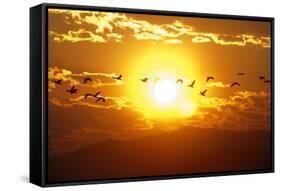 A Flock of Geese Fly at Sunrise in Boise, Idaho, USA-David R. Frazier-Framed Stretched Canvas