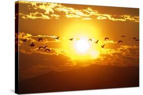 A Flock of Geese Fly at Sunrise in Boise, Idaho, USA-David R. Frazier-Stretched Canvas