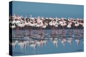 A Flock of Greater Flamingos Near Walvis Bay, Namibia-Alex Saberi-Stretched Canvas