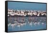 A Flock of Greater Flamingos Near Walvis Bay, Namibia-Alex Saberi-Framed Stretched Canvas