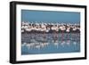 A Flock of Greater Flamingos Near Walvis Bay, Namibia-Alex Saberi-Framed Premium Photographic Print