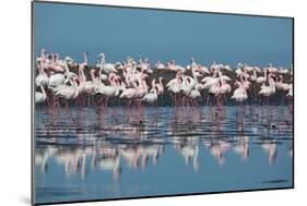 A Flock of Greater Flamingos Near Walvis Bay, Namibia-Alex Saberi-Mounted Photographic Print