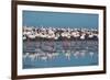 A Flock of Greater Flamingos Near Walvis Bay, Namibia-Alex Saberi-Framed Photographic Print