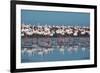 A Flock of Greater Flamingos Near Walvis Bay, Namibia-Alex Saberi-Framed Photographic Print