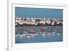 A Flock of Greater Flamingos Near Walvis Bay, Namibia-Alex Saberi-Framed Photographic Print