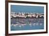 A Flock of Greater Flamingos Near Walvis Bay, Namibia-Alex Saberi-Framed Photographic Print