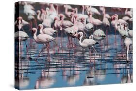 A Flock of Greater Flamingos Near Walvis Bay, Namibia-Alex Saberi-Stretched Canvas