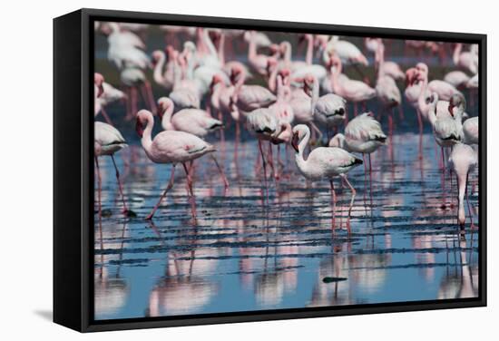 A Flock of Greater Flamingos Near Walvis Bay, Namibia-Alex Saberi-Framed Stretched Canvas