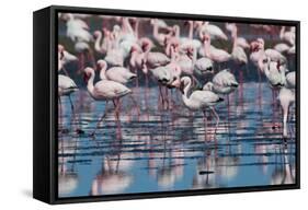 A Flock of Greater Flamingos Near Walvis Bay, Namibia-Alex Saberi-Framed Stretched Canvas