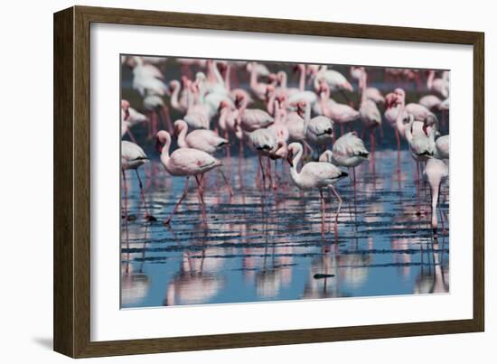 A Flock of Greater Flamingos Near Walvis Bay, Namibia-Alex Saberi-Framed Photographic Print