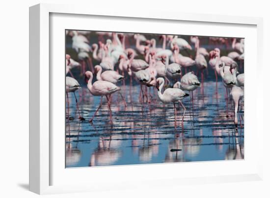 A Flock of Greater Flamingos Near Walvis Bay, Namibia-Alex Saberi-Framed Photographic Print