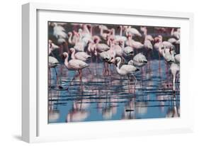 A Flock of Greater Flamingos Near Walvis Bay, Namibia-Alex Saberi-Framed Photographic Print