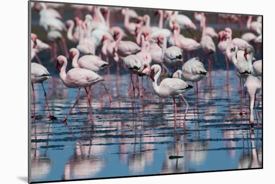 A Flock of Greater Flamingos Near Walvis Bay, Namibia-Alex Saberi-Mounted Photographic Print