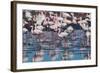 A Flock of Greater Flamingos Near Walvis Bay, Namibia-Alex Saberi-Framed Photographic Print