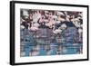 A Flock of Greater Flamingos Near Walvis Bay, Namibia-Alex Saberi-Framed Photographic Print