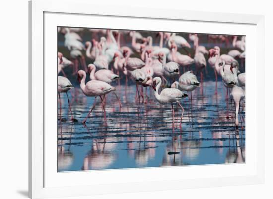 A Flock of Greater Flamingos Near Walvis Bay, Namibia-Alex Saberi-Framed Photographic Print