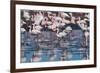 A Flock of Greater Flamingos Near Walvis Bay, Namibia-Alex Saberi-Framed Photographic Print