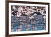 A Flock of Greater Flamingos Near Walvis Bay, Namibia-Alex Saberi-Framed Photographic Print