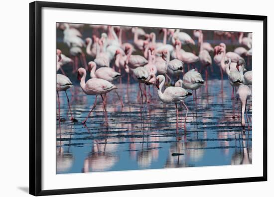 A Flock of Greater Flamingos Near Walvis Bay, Namibia-Alex Saberi-Framed Photographic Print