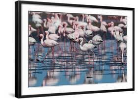 A Flock of Greater Flamingos Near Walvis Bay, Namibia-Alex Saberi-Framed Photographic Print