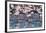 A Flock of Greater Flamingos Near Walvis Bay, Namibia-Alex Saberi-Framed Photographic Print