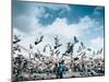A flock of pigeons fly in front of San Francisco Square in the heart of Quito, Ecuador, South Ameri-Alexandre Rotenberg-Mounted Photographic Print