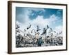 A flock of pigeons fly in front of San Francisco Square in the heart of Quito, Ecuador, South Ameri-Alexandre Rotenberg-Framed Photographic Print