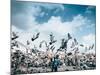 A flock of pigeons fly in front of San Francisco Square in the heart of Quito, Ecuador, South Ameri-Alexandre Rotenberg-Mounted Photographic Print